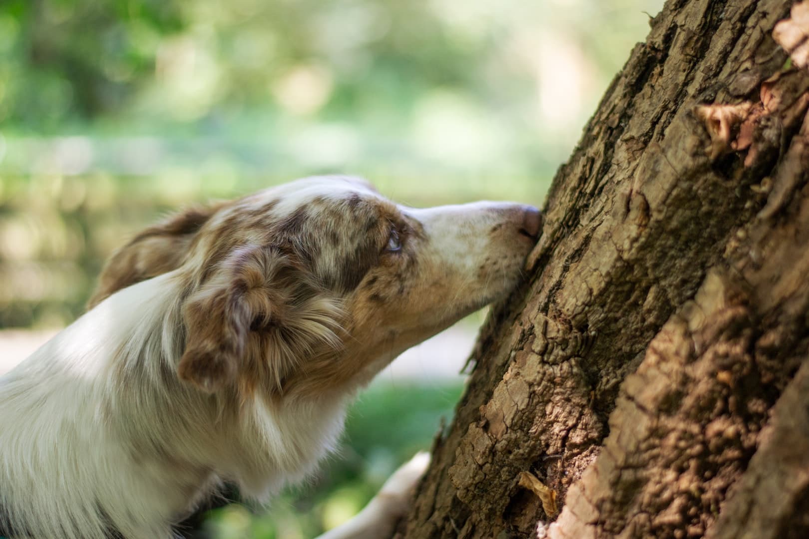Nose Work