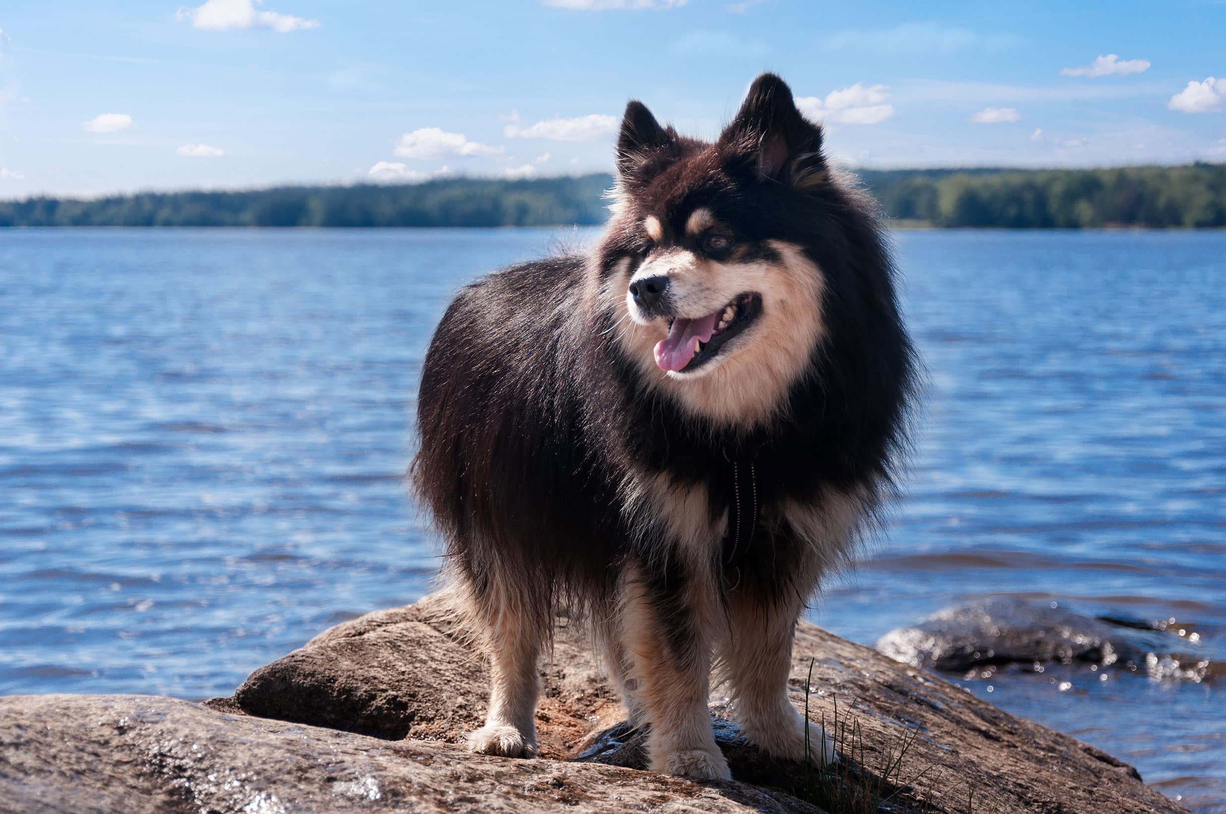 Hundkonsult, Tränare och Instruktör