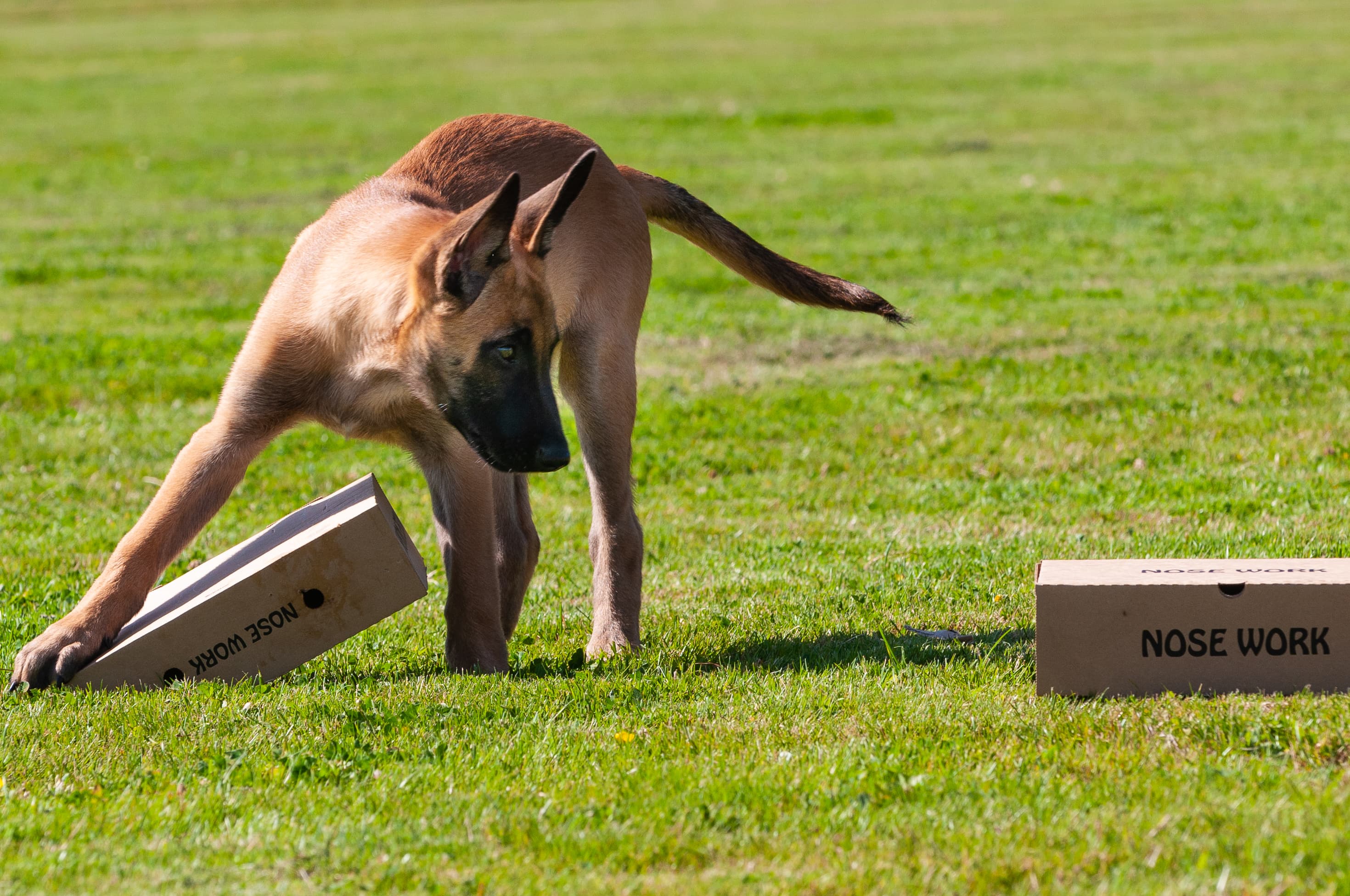 Hundtränare och instruktör